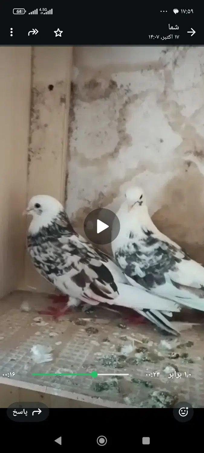 پرنده|حیوانات|اردبیل, |دیوار