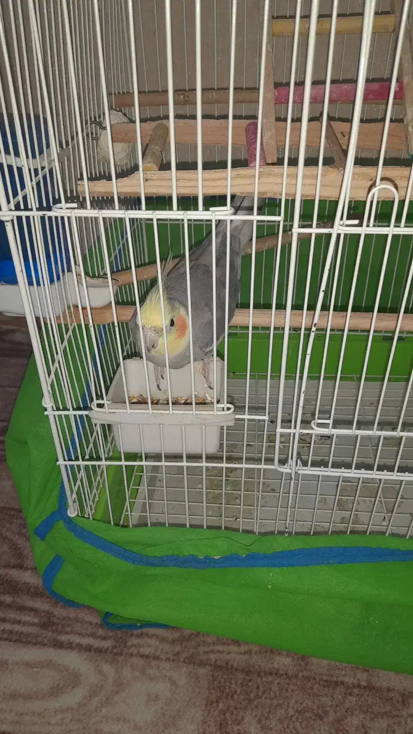 عروس هلندی|پرنده|محمدشهر, محمدشهر|دیوار