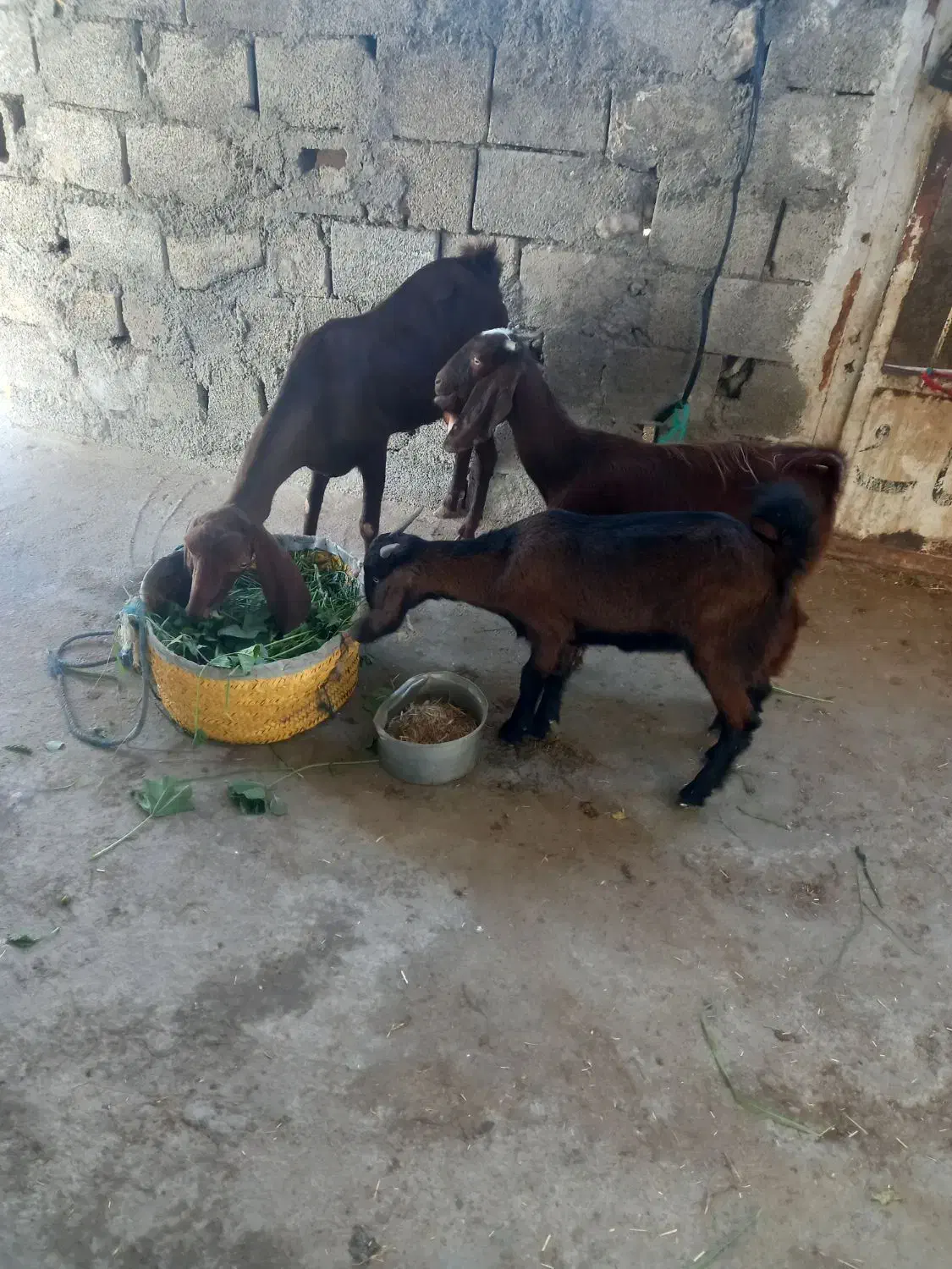 بز حول دوتا تیشتر|حیوانات مزرعه|خورموج, |دیوار