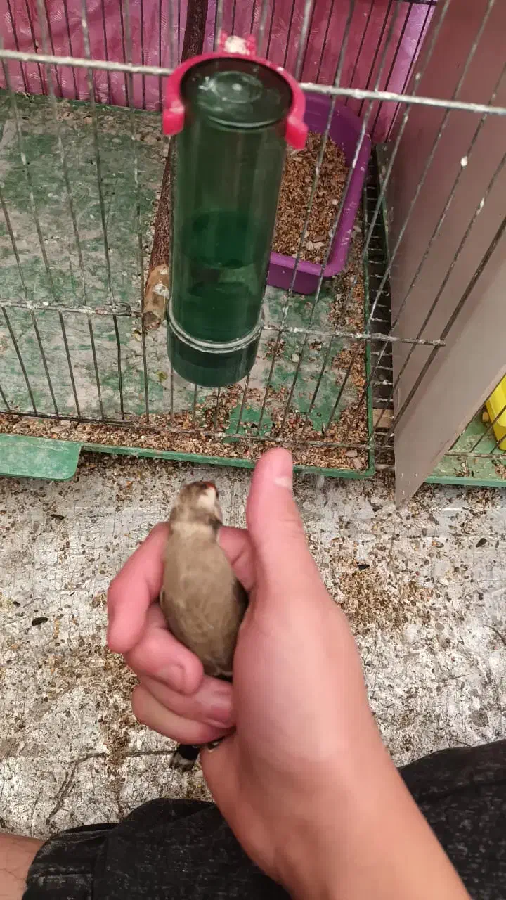 سهره نشاندار عینکی|پرنده|تبریز, |دیوار