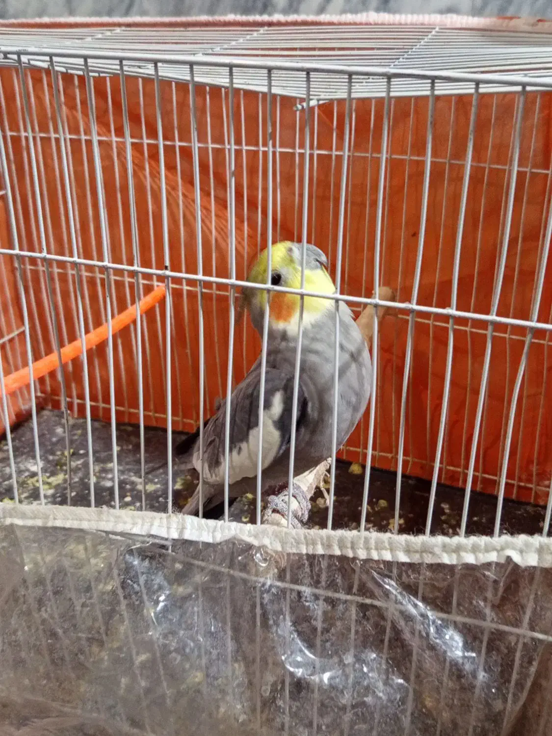 عروس هلندی|پرنده|تایباد, |دیوار