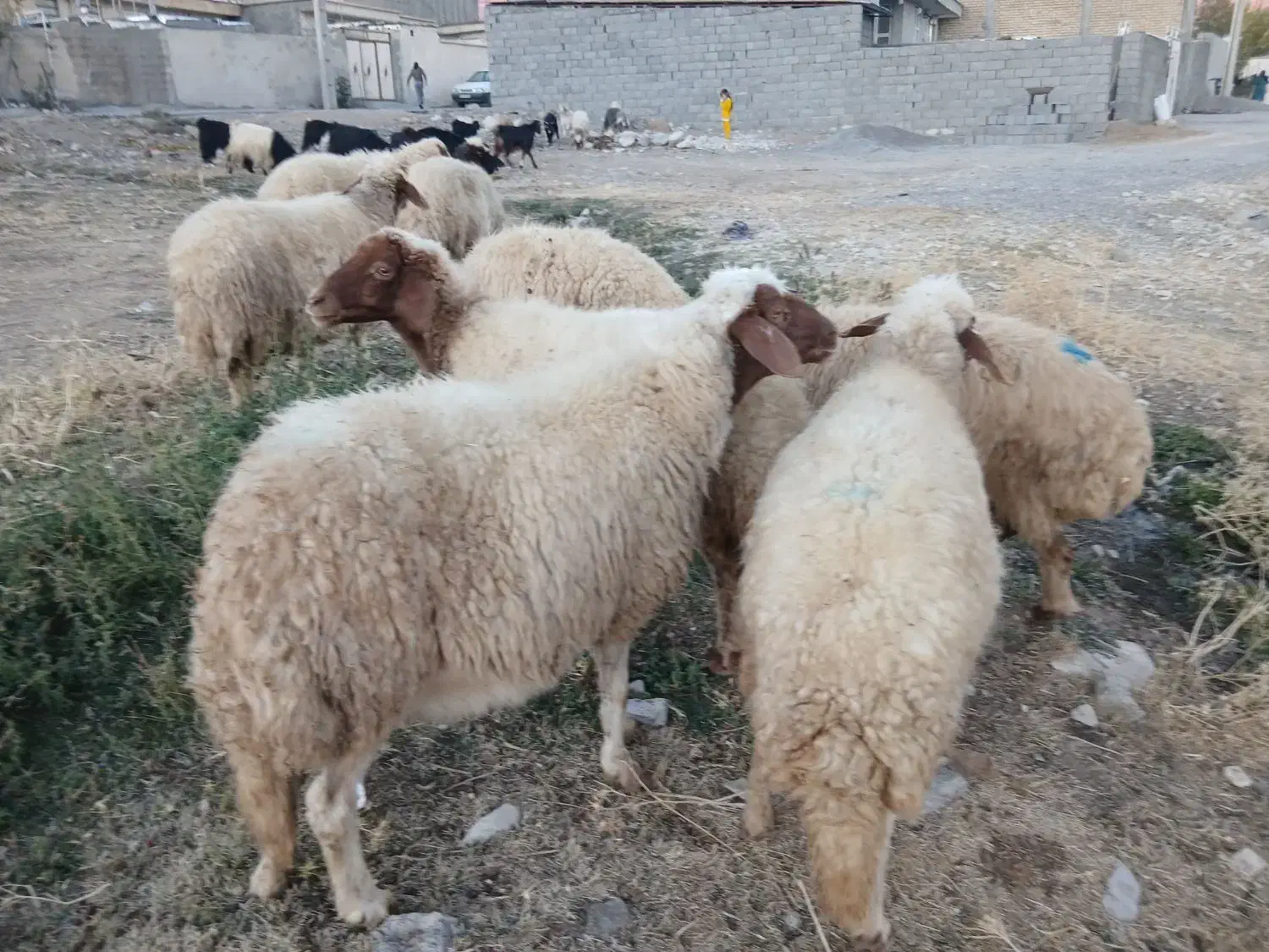 گوسفند|حیوانات مزرعه|ملکشاهی, |دیوار