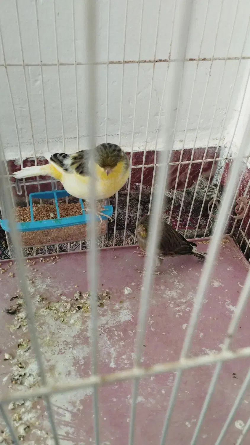 قناری|پرنده|شاهرود, |دیوار