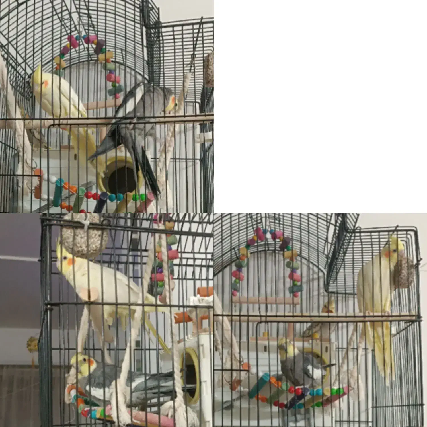 عروس هلندی و قفس ولوازم|پرنده|جلگه رخ, |دیوار