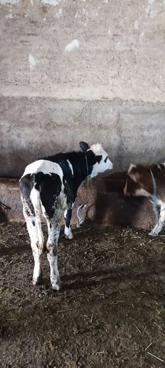 فروش گوساله سمینتال|حیوانات مزرعه|بستان آباد, |دیوار