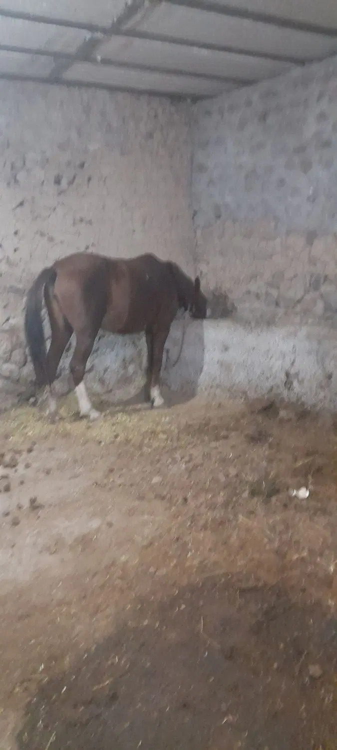 اسب|اسب و تجهیزات اسب‌سواری|سبلان, |دیوار
