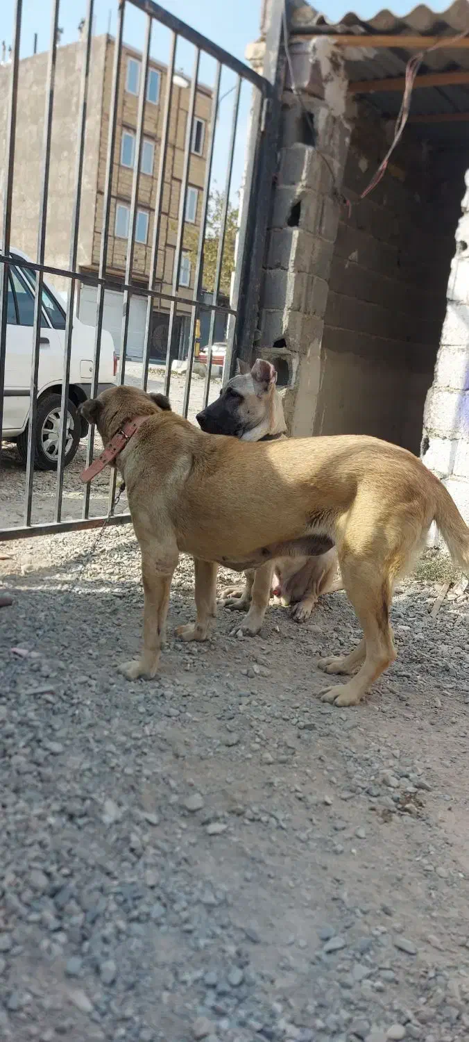 سگ ماده|سگ|رباط‌کریم, وهن آباد|دیوار