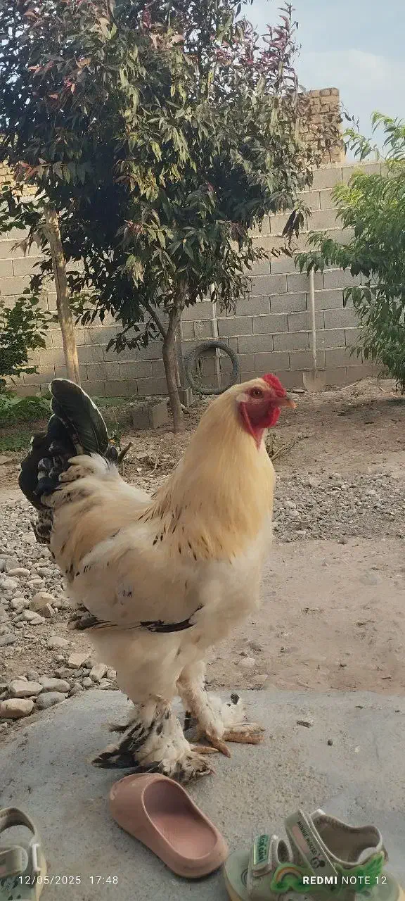 خروس برهما|حیوانات مزرعه|سنگدوین, |دیوار