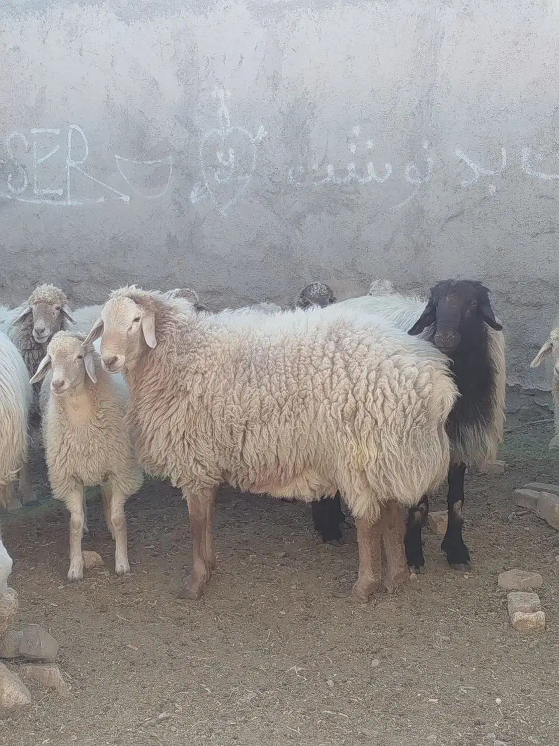 دو راس قوچ بزری درجه یک وزن ۱۰۰کیلو قیمت توافقی|حیوانات مزرعه|اسفراین, |دیوار