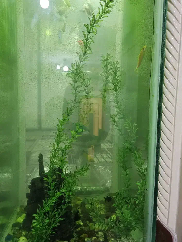 آکواریوم|ماهی|دزفول, |دیوار