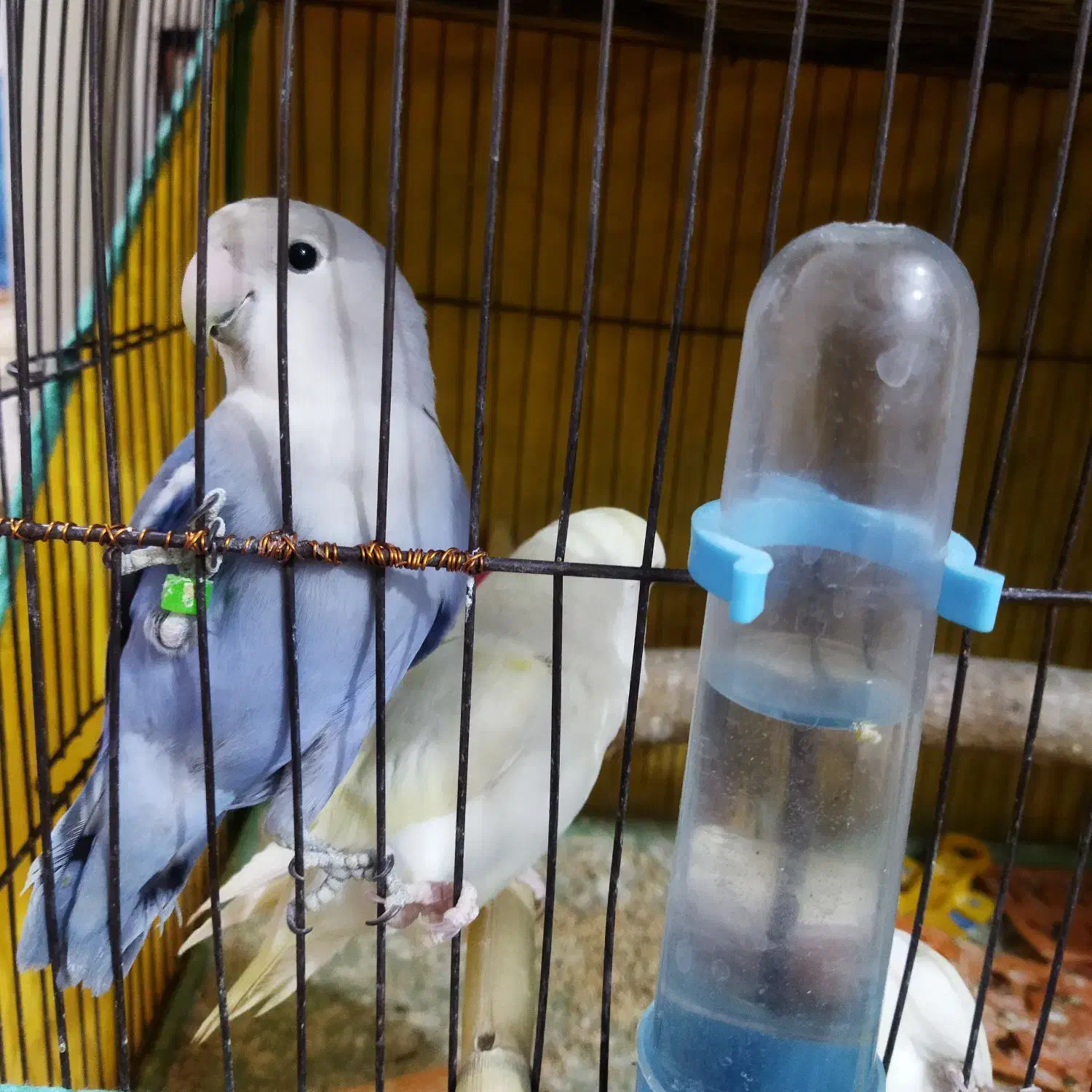 کوتوله نیمه دستی|پرنده|قم, ولیعصر|دیوار