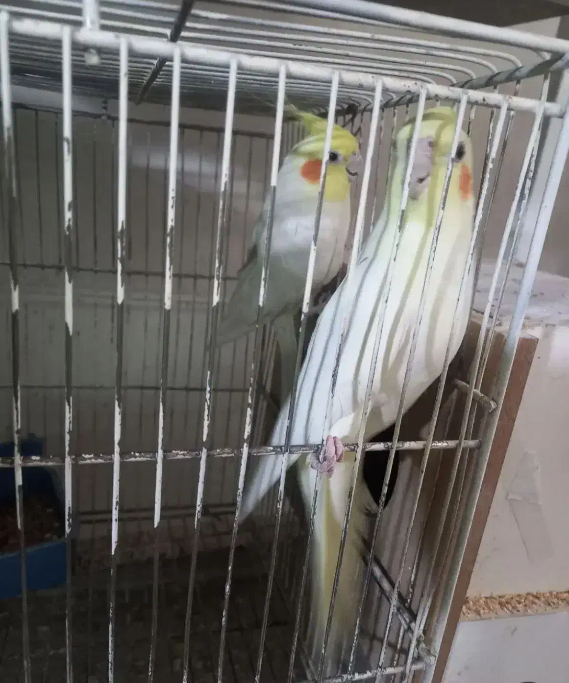 عروس هلندی|پرنده|تاکستان, |دیوار