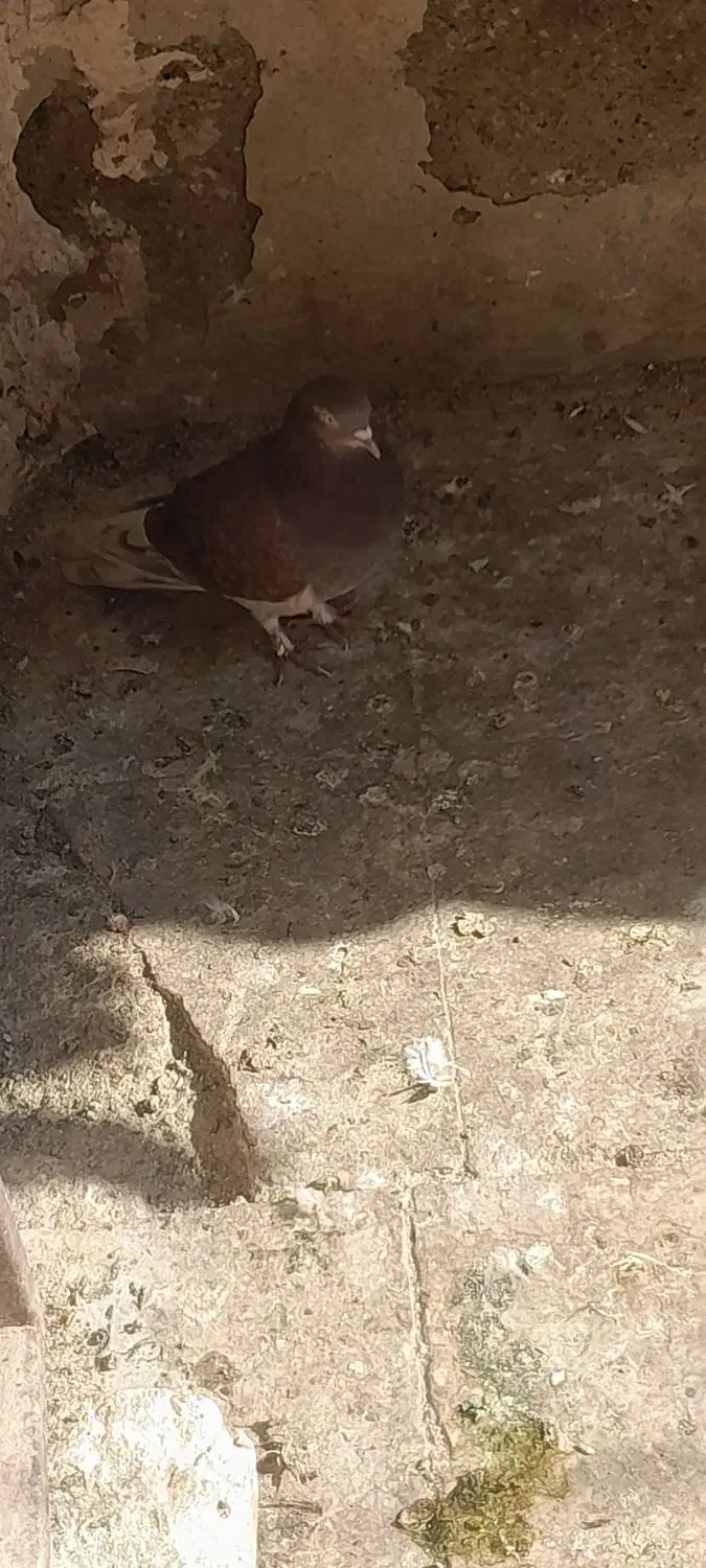 کفتر حسابی درجه ۱|پرنده|قم, محمد آباد|دیوار