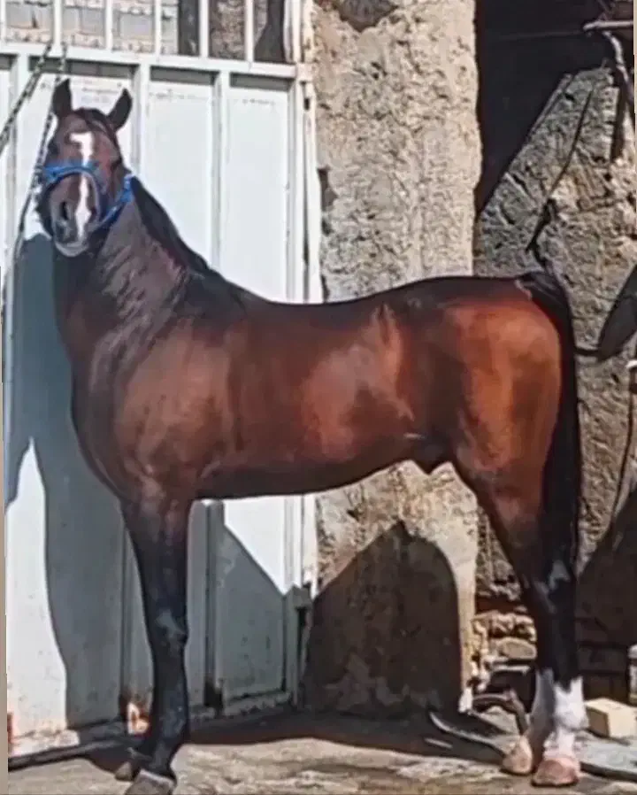 اسب|اسب و تجهیزات اسبسواری|مرودشت, مسکن مهرگان|دیوار