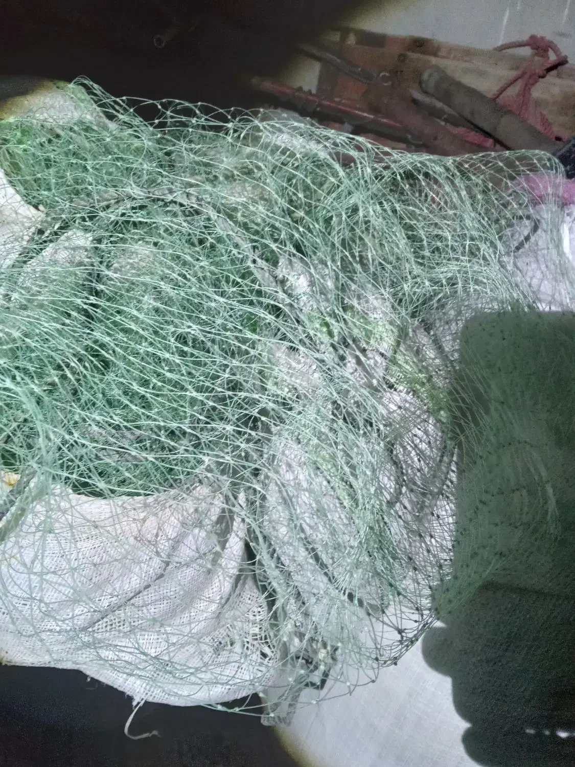 تور ماهی|ماهیگیری|بوشهر, |دیوار