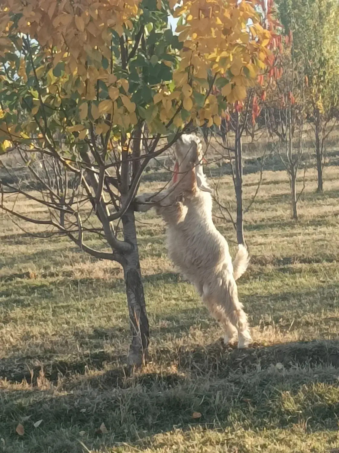 بزغاله نر|حیوانات مزرعه|سیلوانه, |دیوار