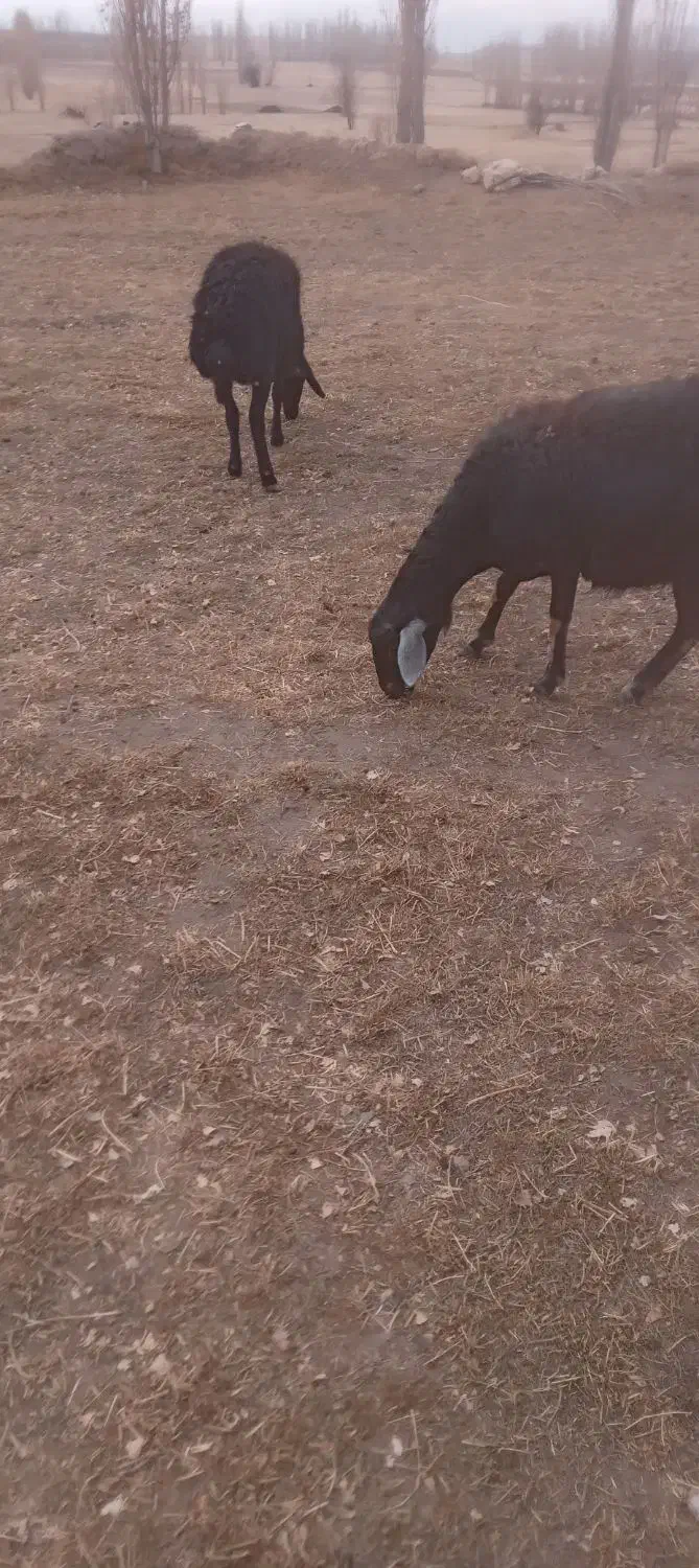 ۳عدد شیشکی فروشی|حیوانات مزرعه|سجاس رود, |دیوار