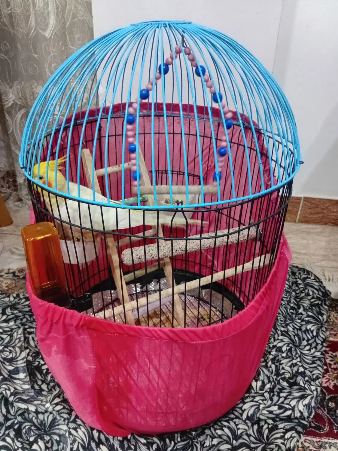 فروش عروس هلندی|پرنده|لنگرود, |دیوار