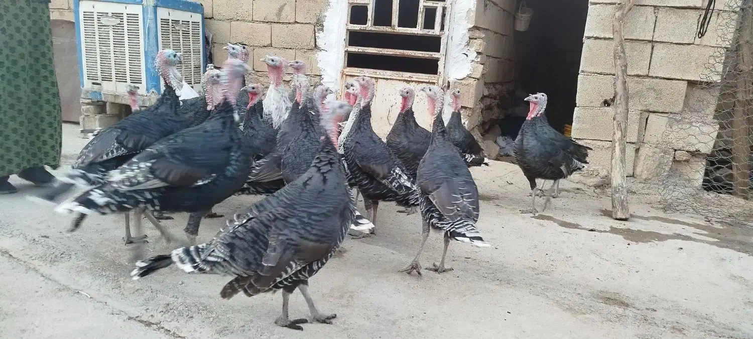 روستای هلوش|حیوانات مزرعه|پلدختر, |دیوار