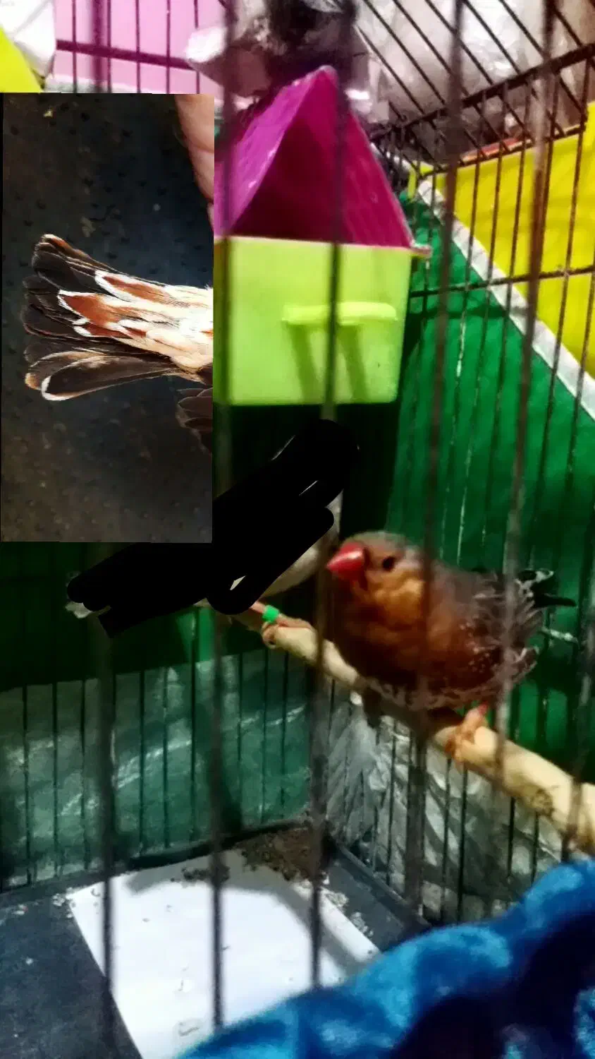 اورنج درجه یک|پرنده|بندر ماهشهر, |دیوار