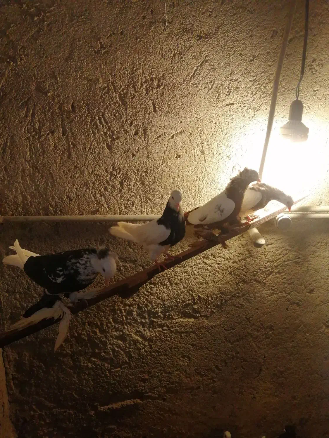 کبوتر|پرنده|تبریز, |دیوار