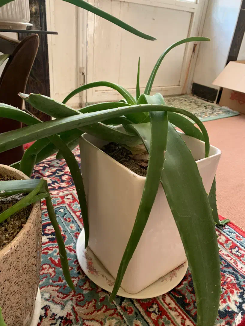 گل الوورا|گل و گیاه طبیعی|نهاوند, |دیوار