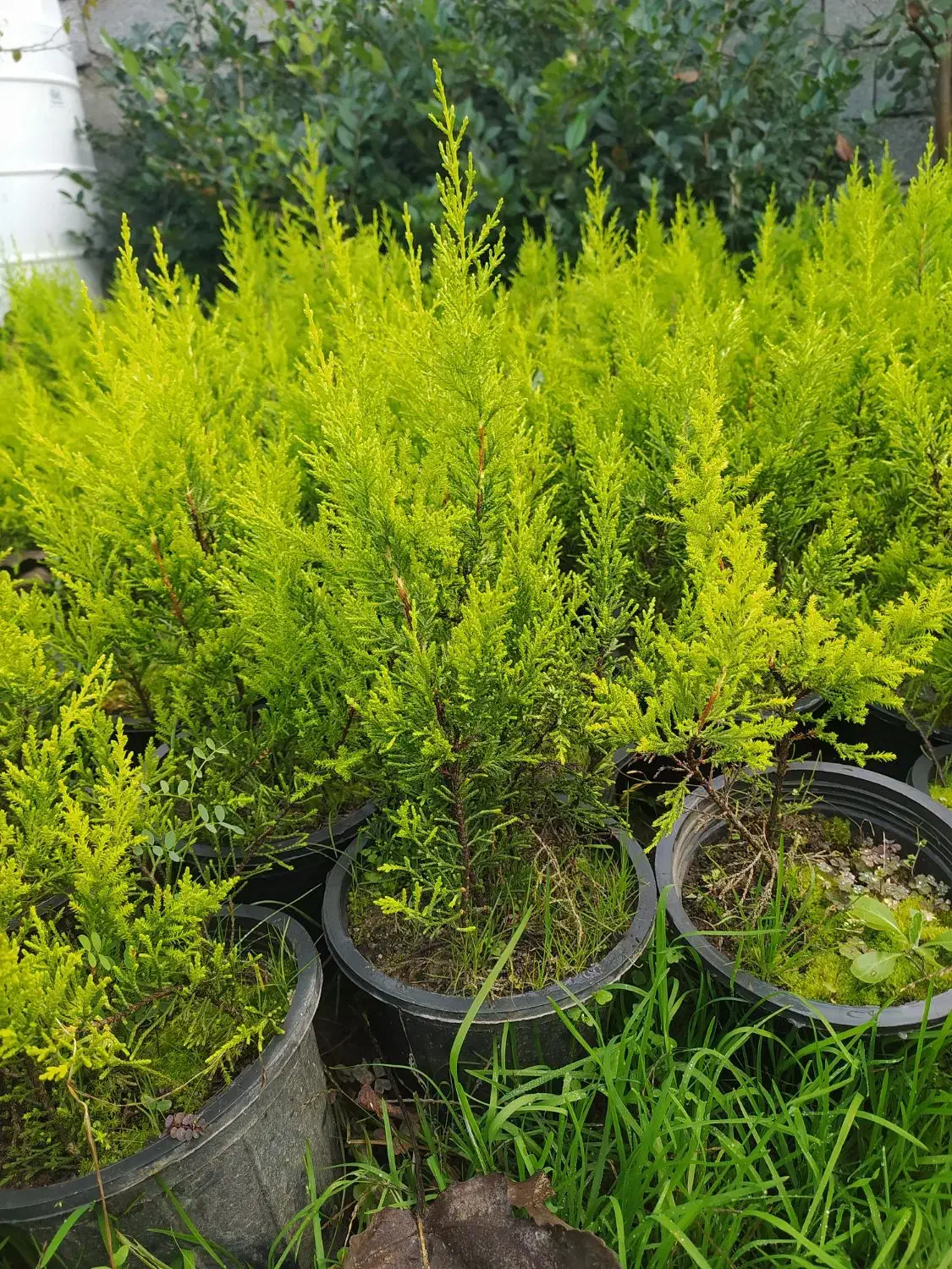 لاوسون|خدمات باغبانی و درختکاری|شیرود, |دیوار