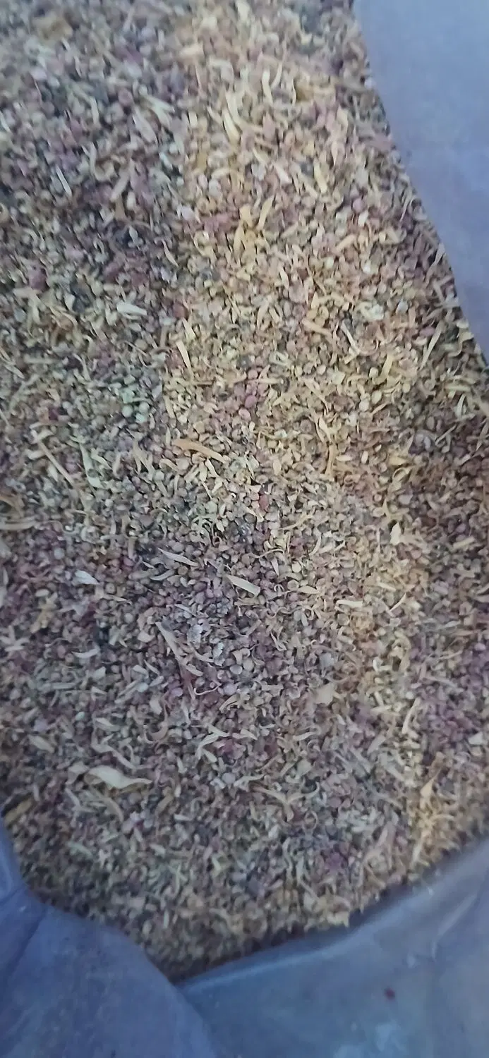 تخم پیاز|خوردنی و آشامیدنی|شیروان (لرستان), |دیوار