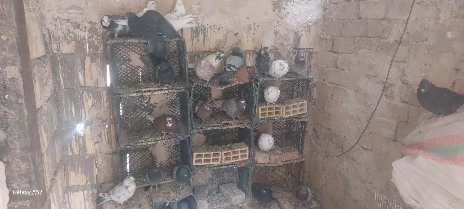 کفتر پرشی نیاز به تعریف نداره|پرنده|رباطکریم, شترخوار|دیوار