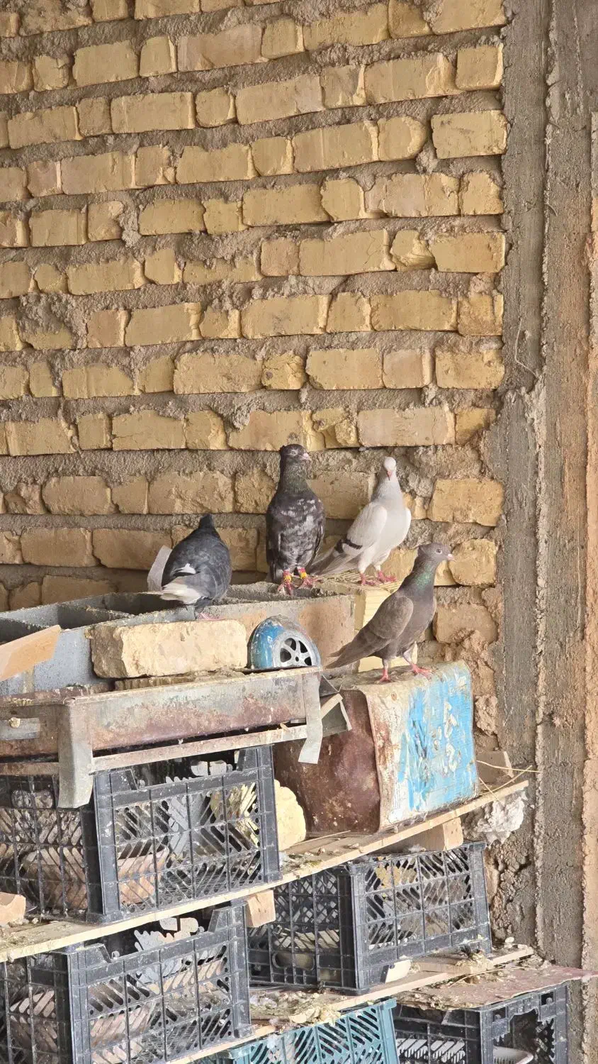 ترکیه ای پرنده ها بیضا هسن|پرنده|بانش, |دیوار