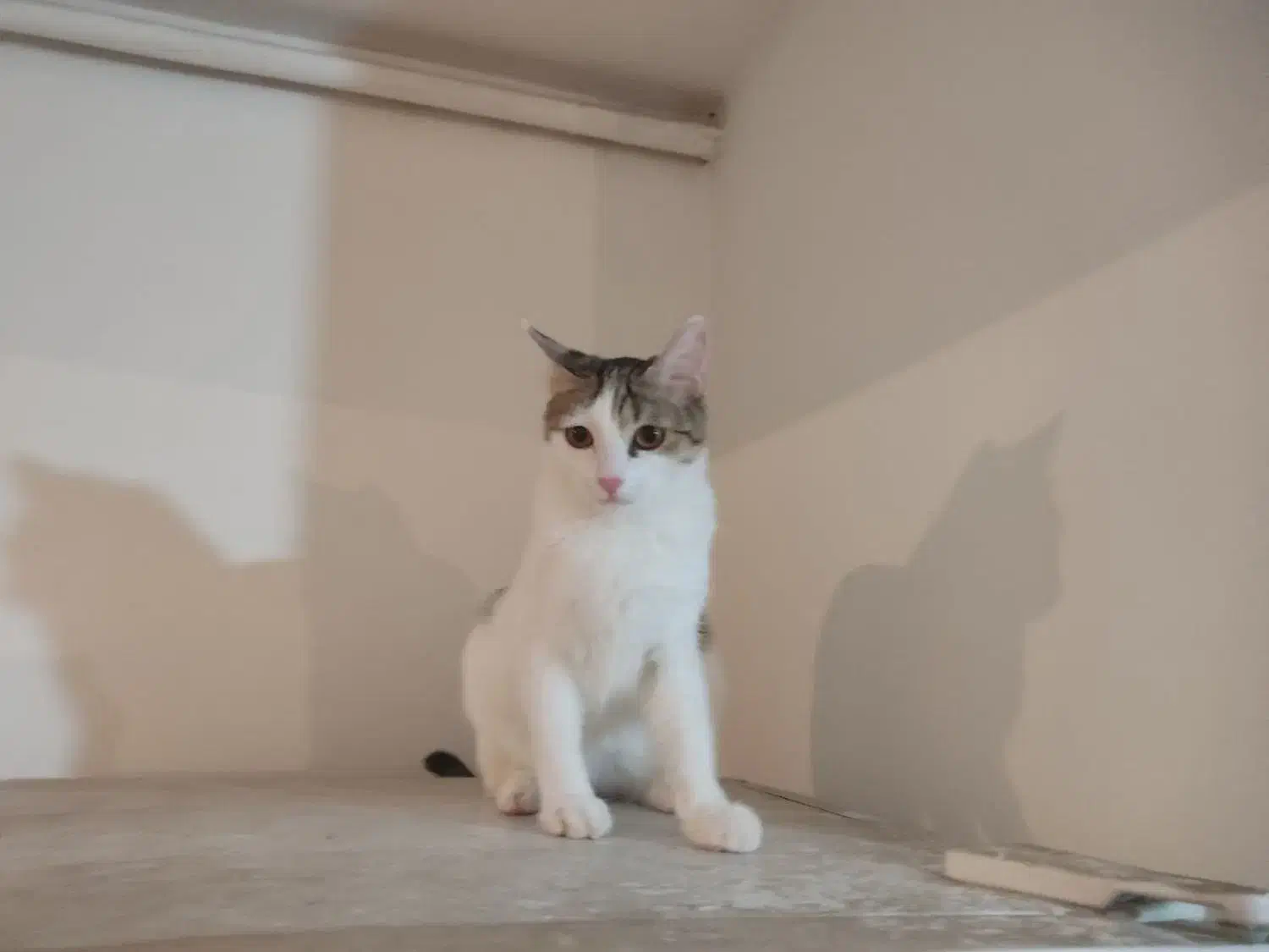 واگذاری گربه آرام وبامزه وحرف گوش کن|گربه|پرند, فاز ۵|دیوار