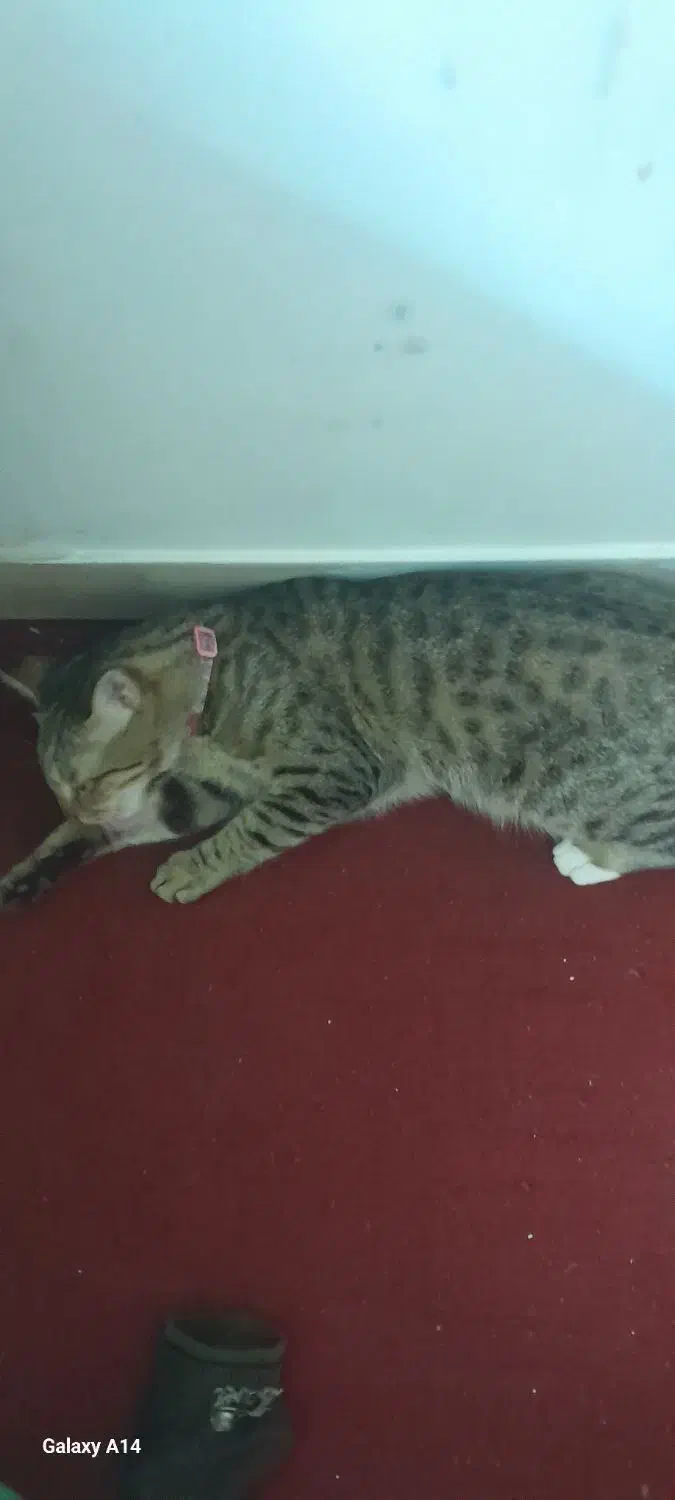 واگذاری گربه رایگان|گربه|مشکیندشت, |دیوار