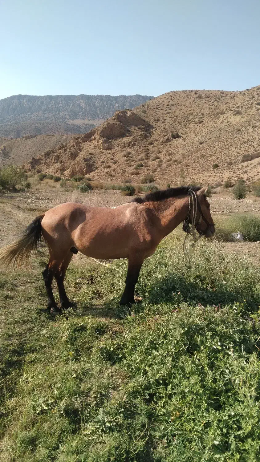 فروش فوری اسب|اسب و تجهیزات اسبسواری|گرگان, |دیوار