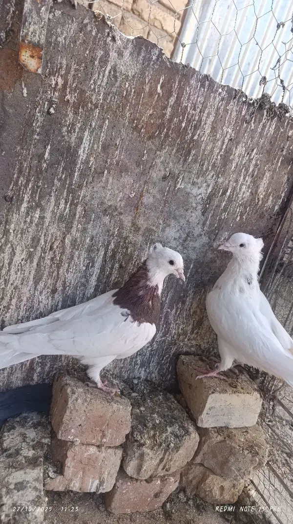 طوقی|پرنده|خوسف, |دیوار