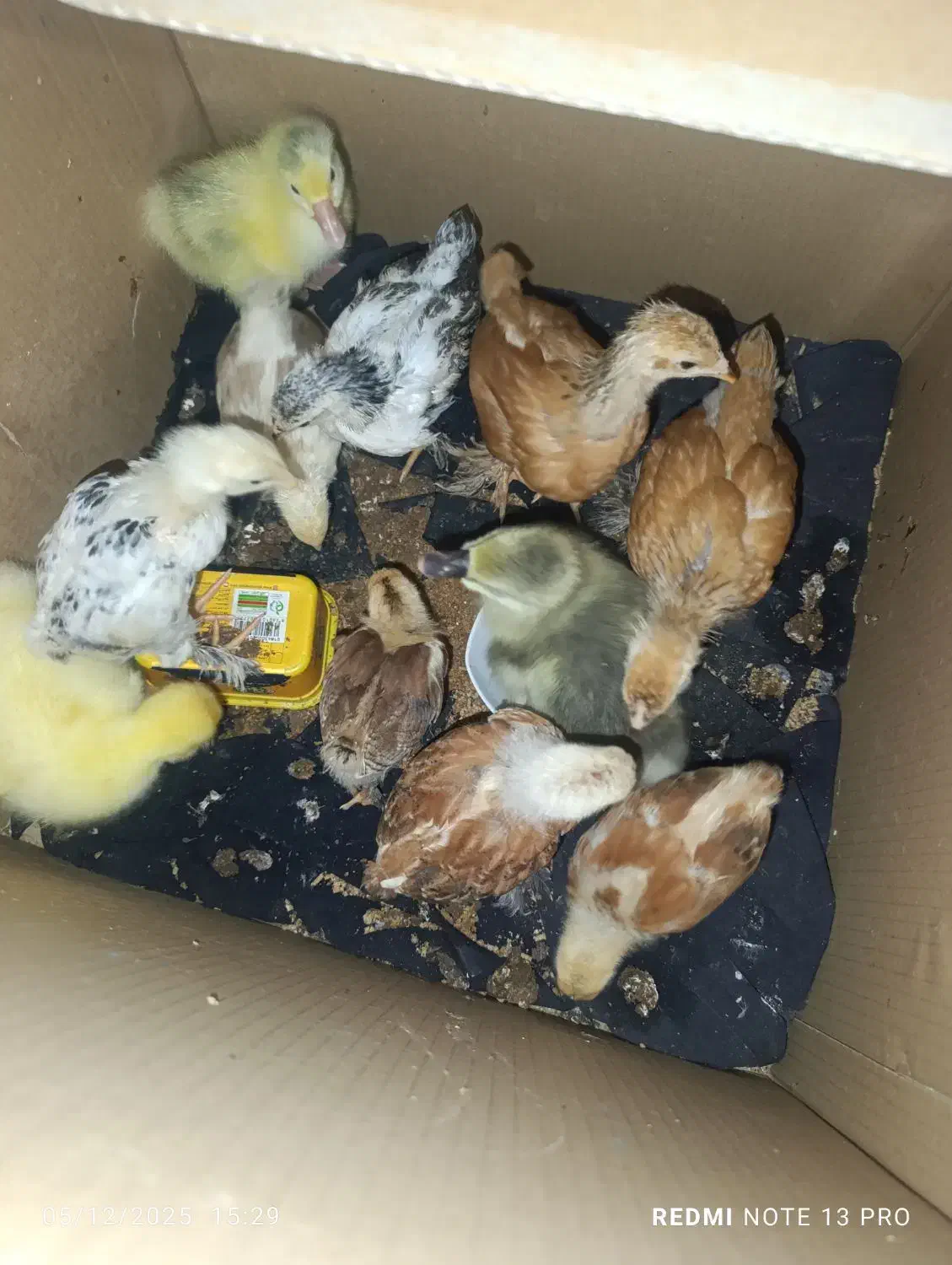 غاز و اردک.مرغ وخروس.جوجه برهما|حیوانات مزرعه|نگین شهر, |دیوار