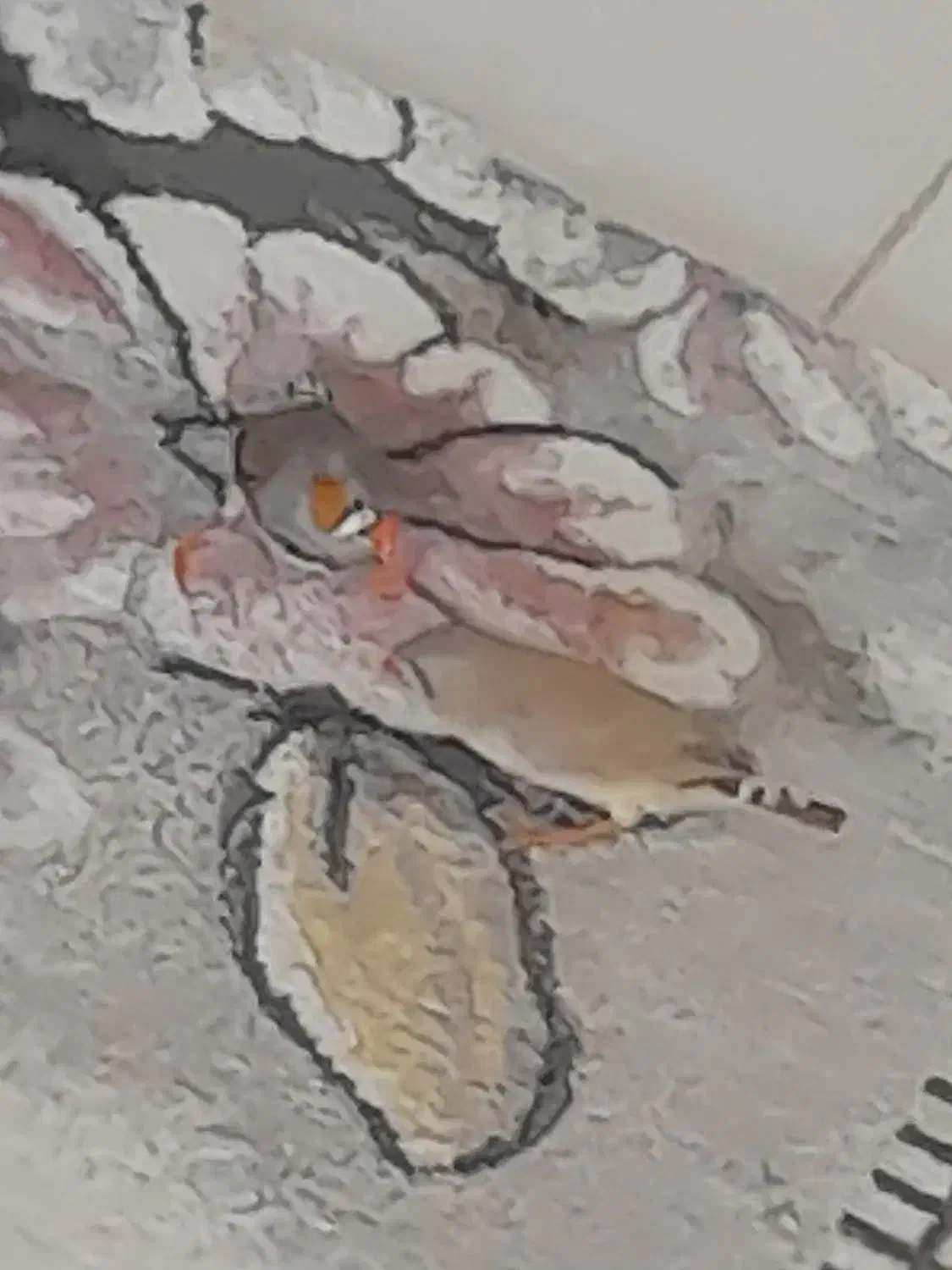 فنچ‌‌|پرنده|سنندج, |دیوار