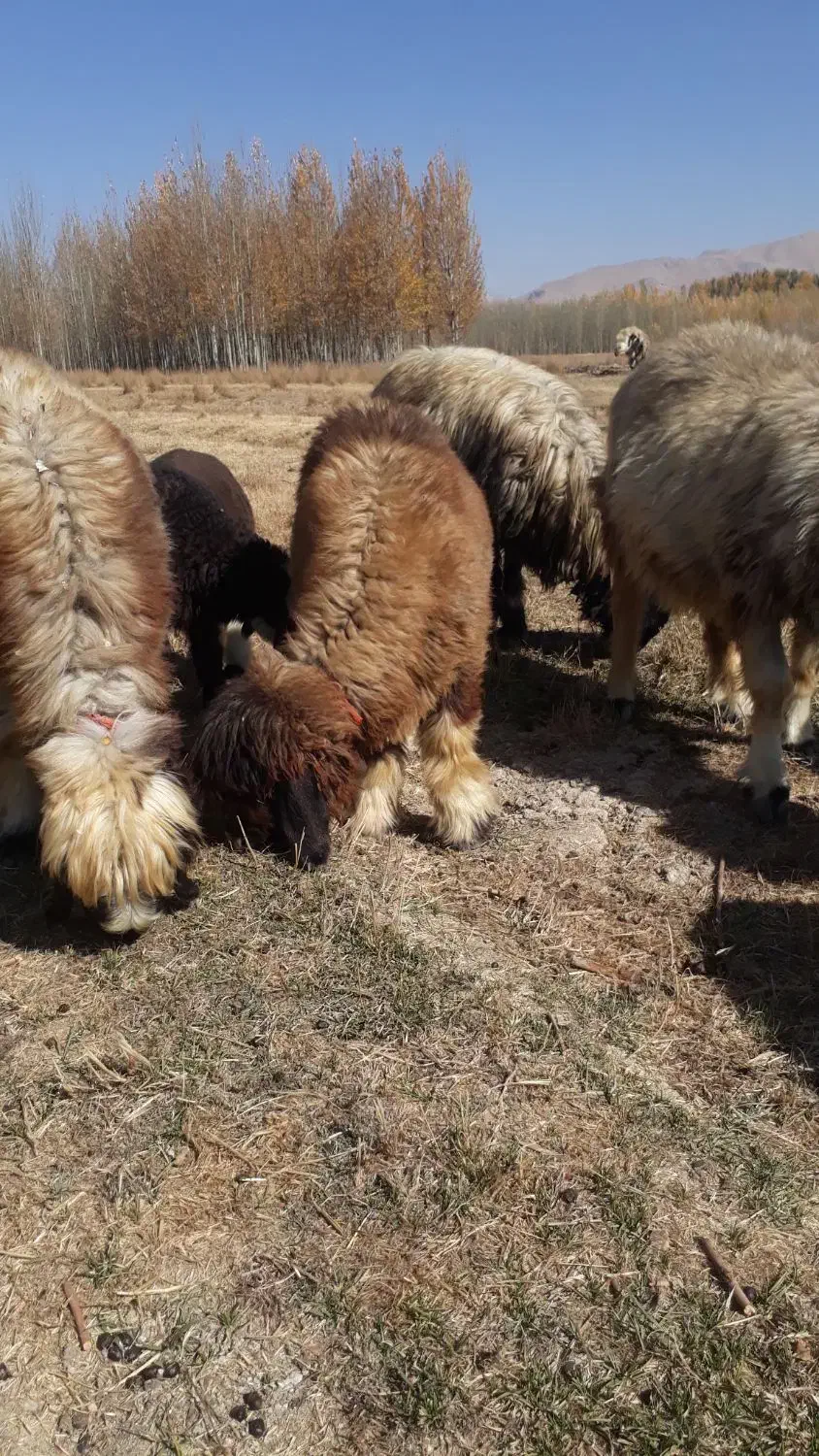 بره ماده|حیوانات مزرعه|فارسان, |دیوار