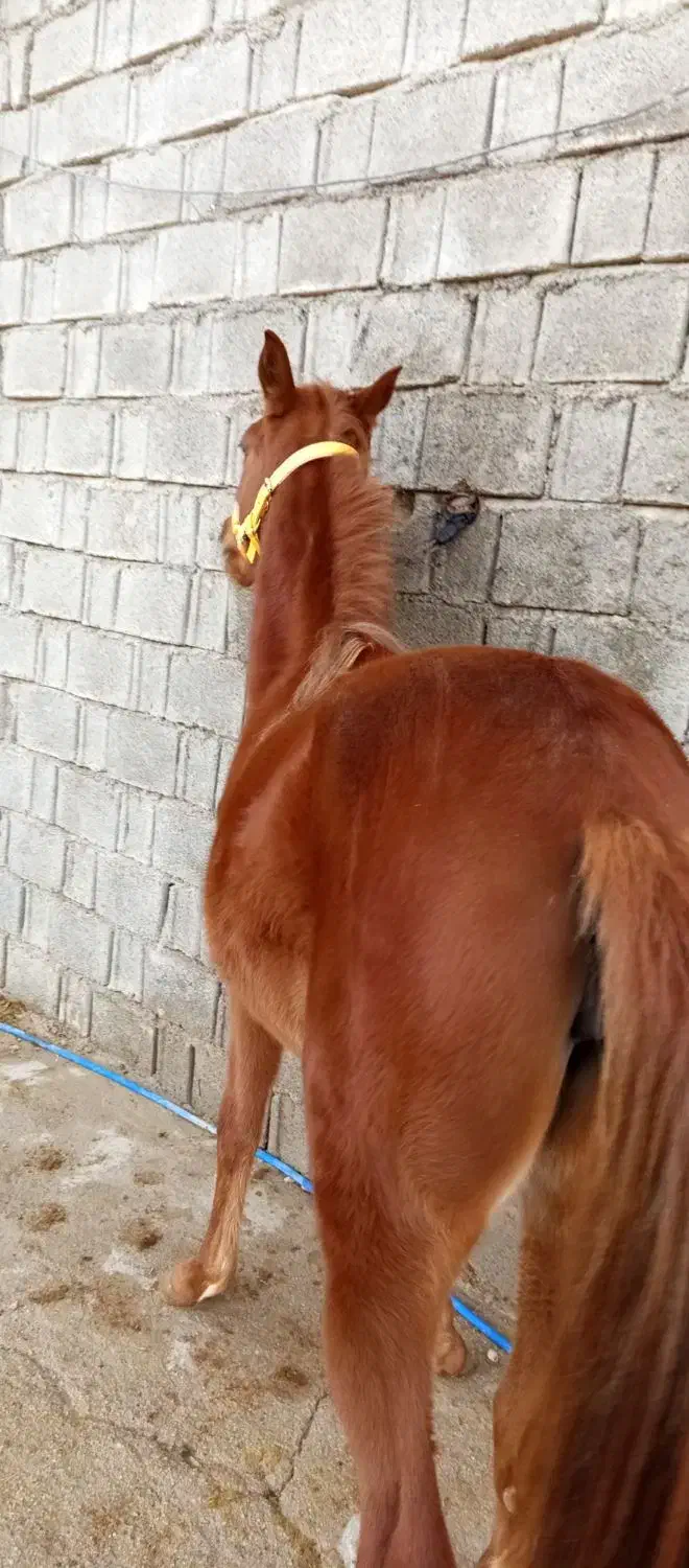 کره اسب|اسب و تجهیزات اسبسواری|برازجان, |دیوار