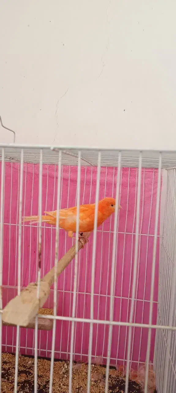 قناری نر رد|پرنده|خوسف, |دیوار