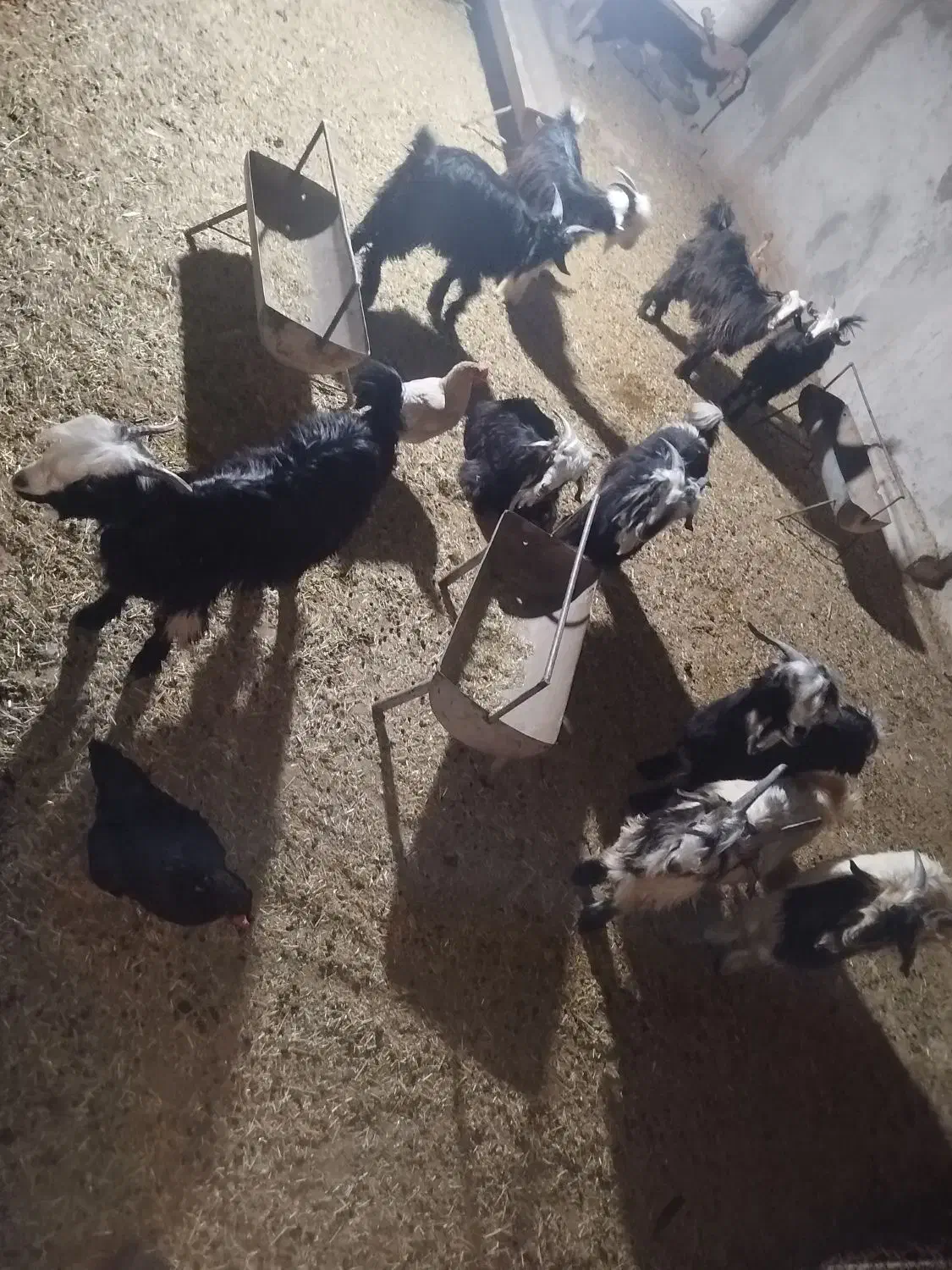 کهره خوب و سالم|حیوانات مزرعه|ریگ, |دیوار