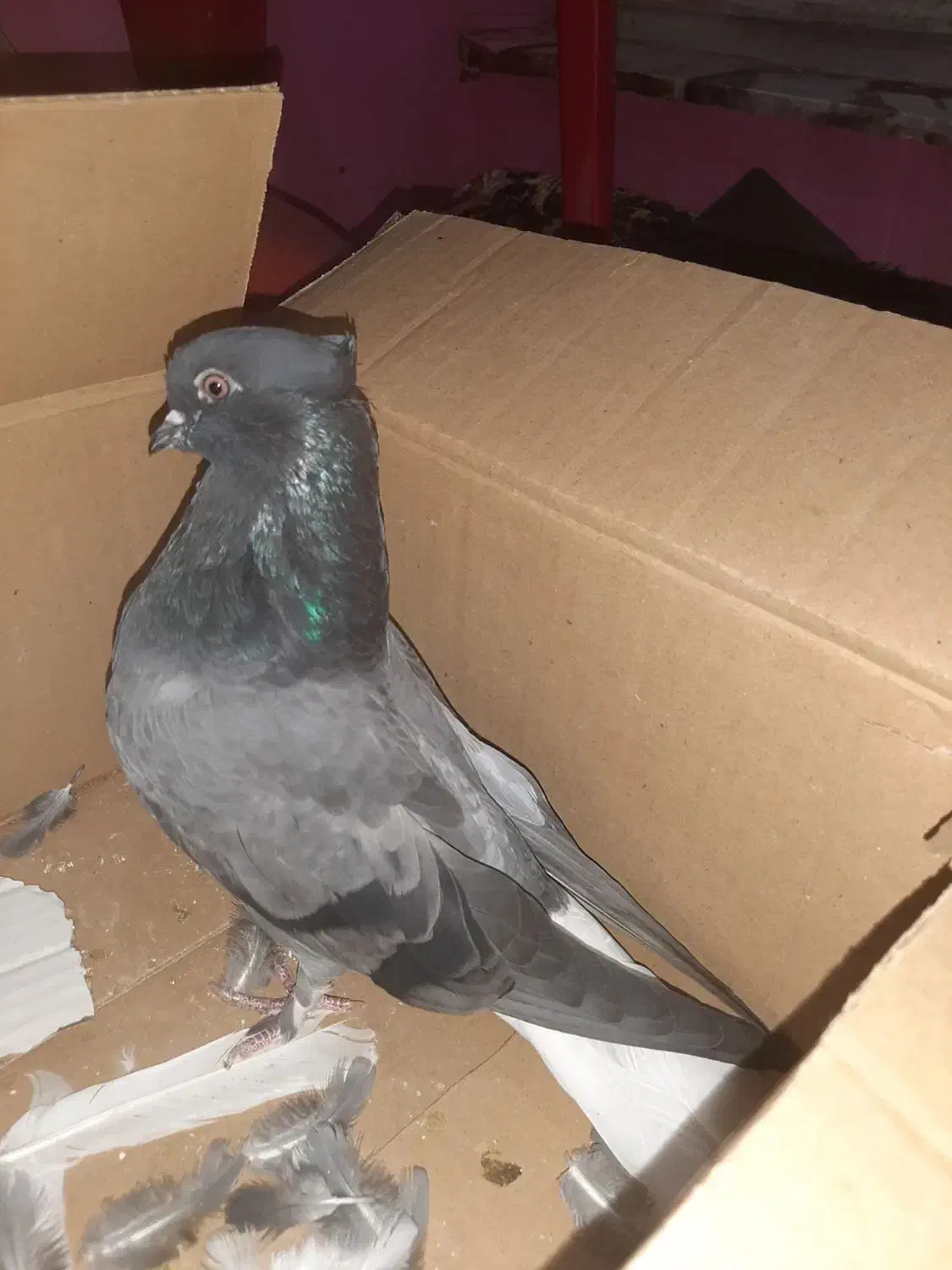 ستا ماده درجه یک|پرنده|شاهینشهر, مسکن مهر|دیوار