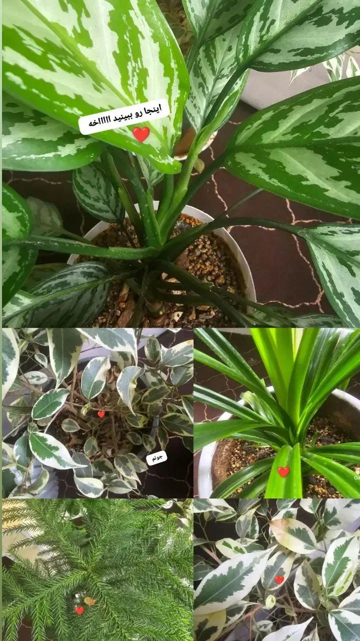 قرص کود ارگانیک ۲۵۰|گل و گیاه طبیعی|امیدیه, |دیوار