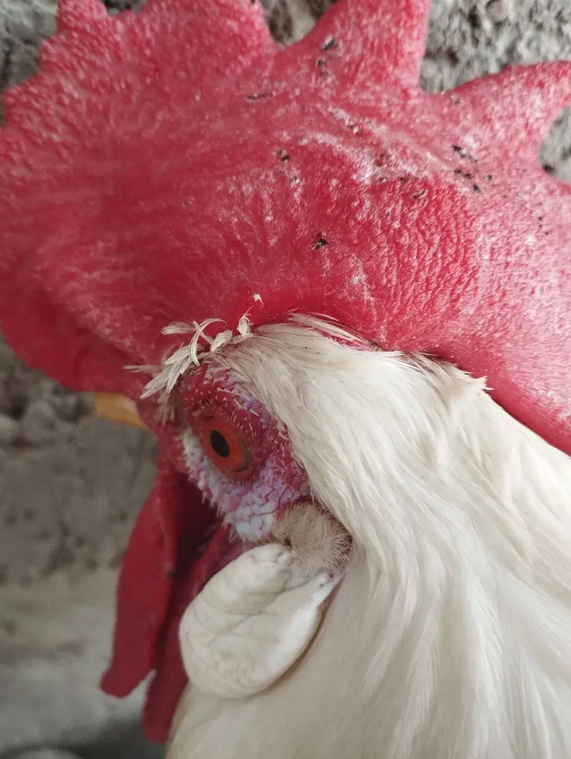 دو عددخروس|حیوانات مزرعه|میناب, |دیوار