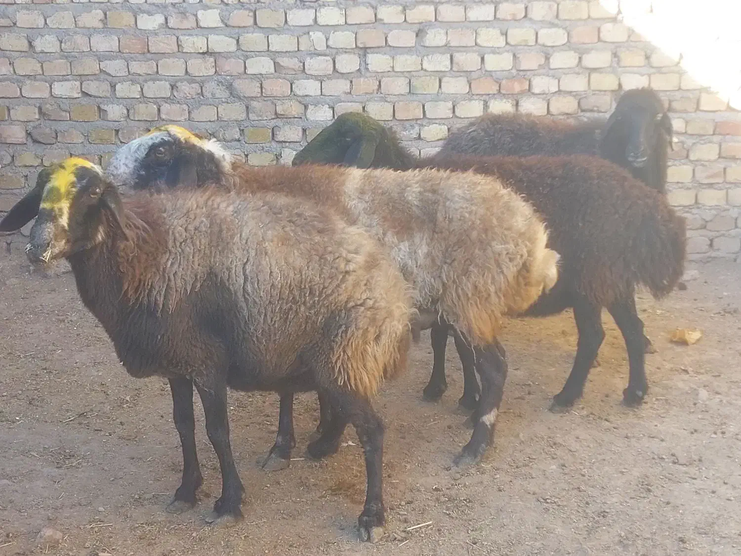 میش آبستن سنگین|حیوانات مزرعه|قزوین, |دیوار