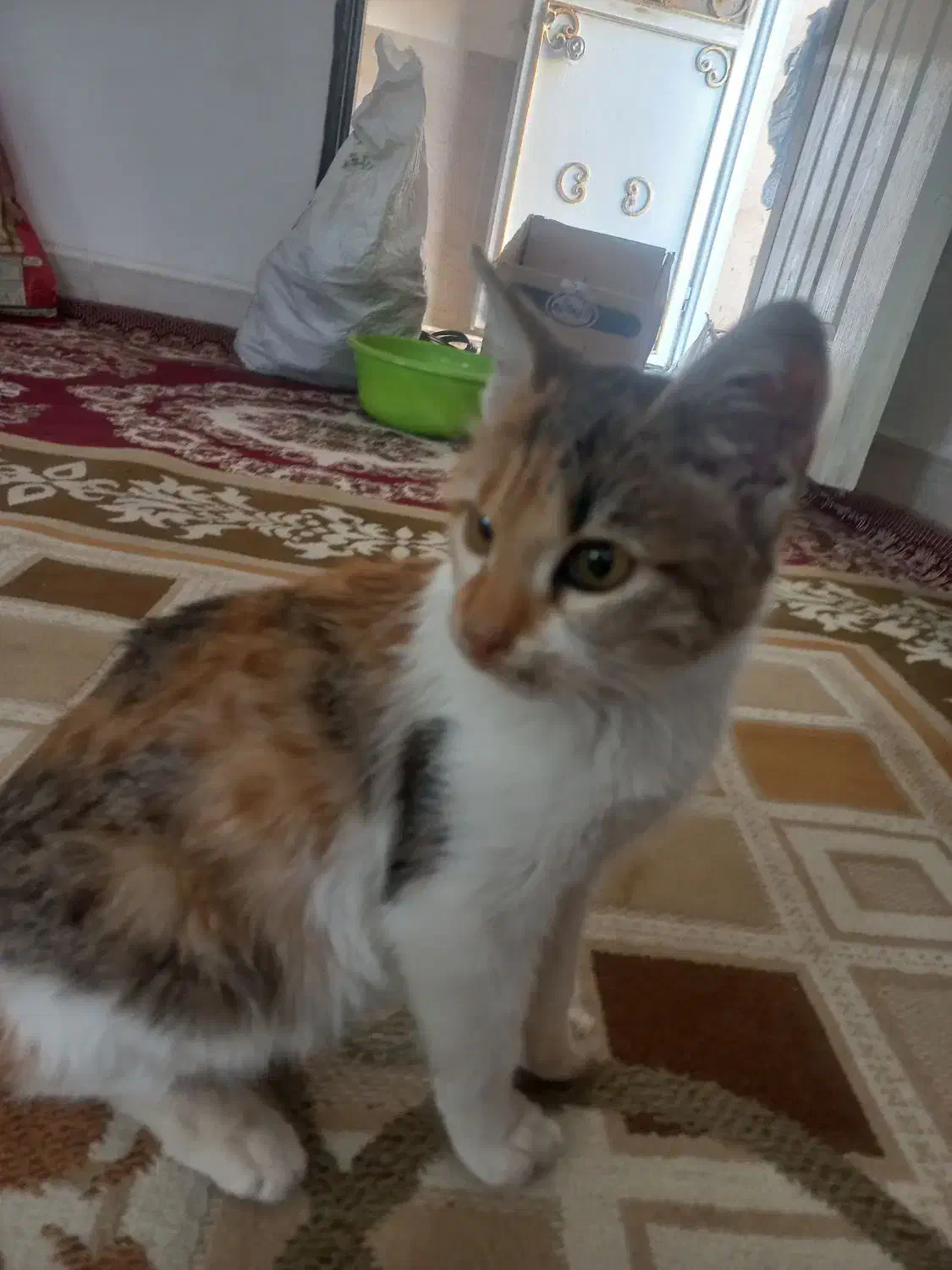 گربه خانگی|گربه|سنندج, |دیوار