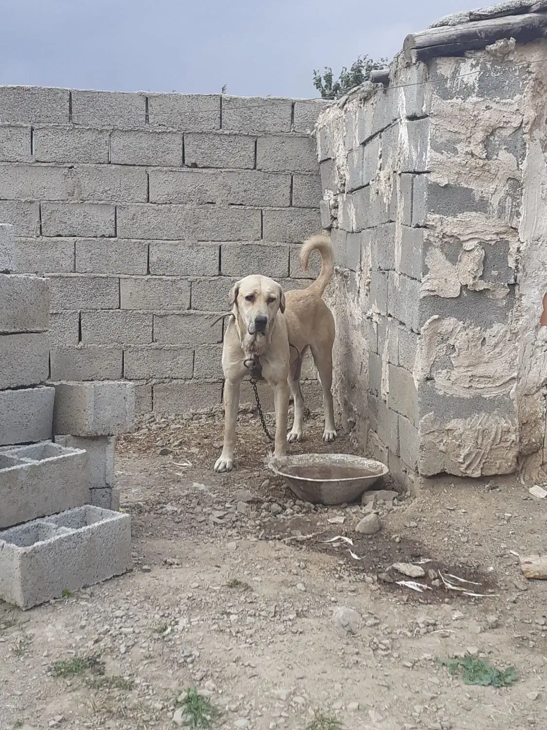 سگ ماده|سگ|فندقلو, |دیوار