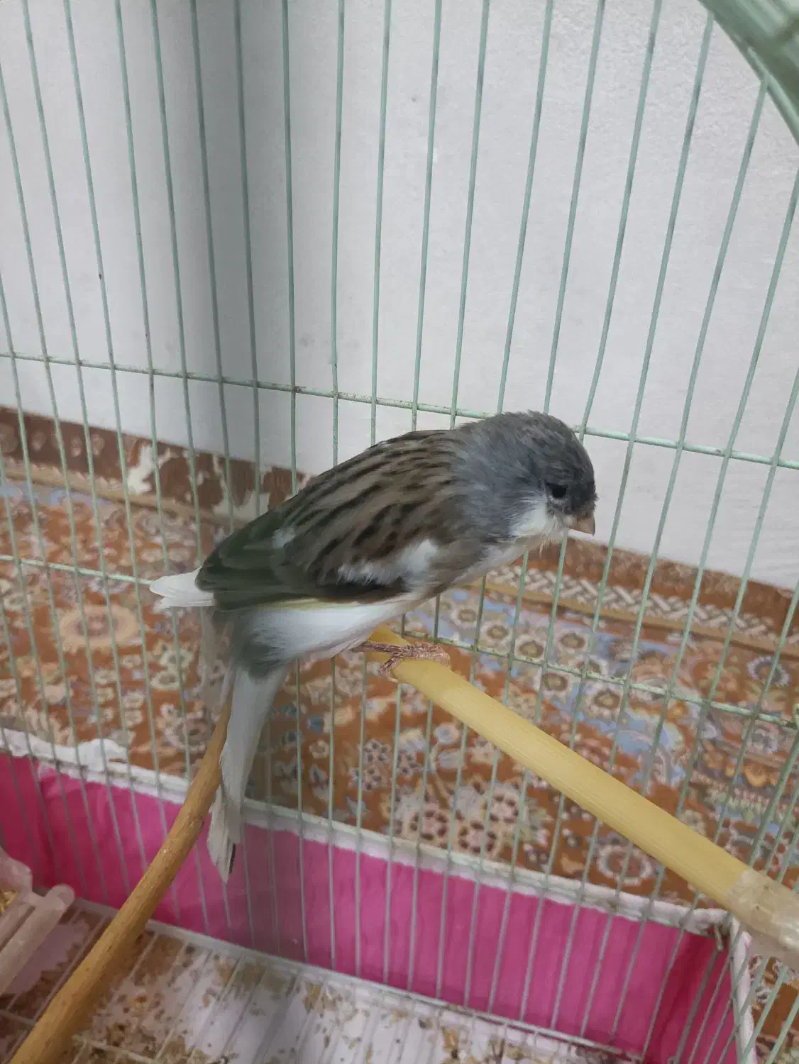 قناری|پرنده|میناب, |دیوار