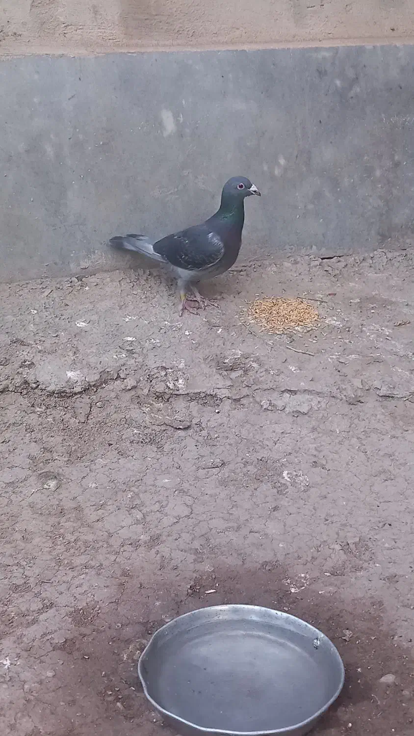 کبوتر دوبر|پرنده|اردبیل, |دیوار