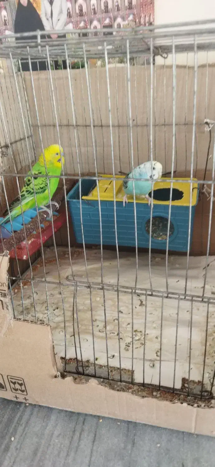 یک جفت مرغ عشق با بچه|پرنده|چهاربرج, |دیوار