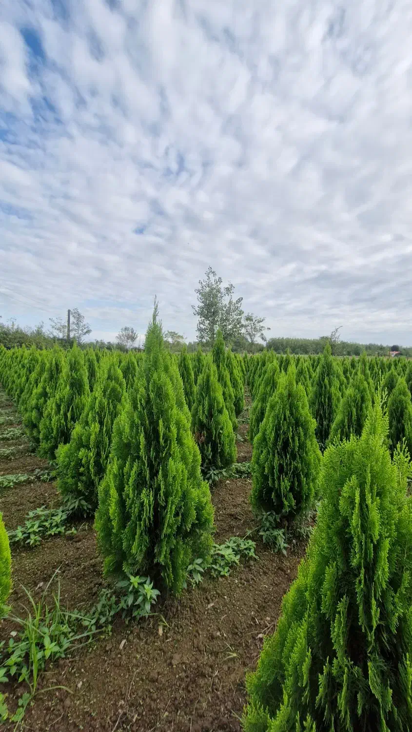 سرو کامیس نوکدار (عمده)|گل و گیاه طبیعی|رضوانشهر, |دیوار